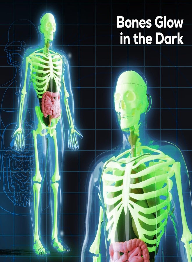 GobiDex Human Body Skeleton Model Kits, 40 Piece Anatomy Figure,Glow in The Dark Bones Interactive Science Kit, STEM Educational Toys for Boys and Girls, Halloween Physiology Gifts for Kids Ages 8+ - Image 2